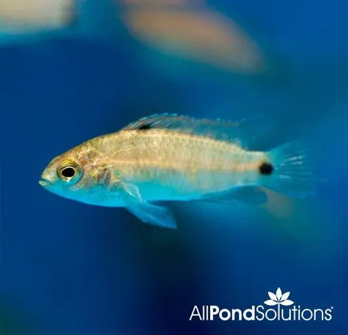 Badis Ruber - Badis Badis Burmanicus