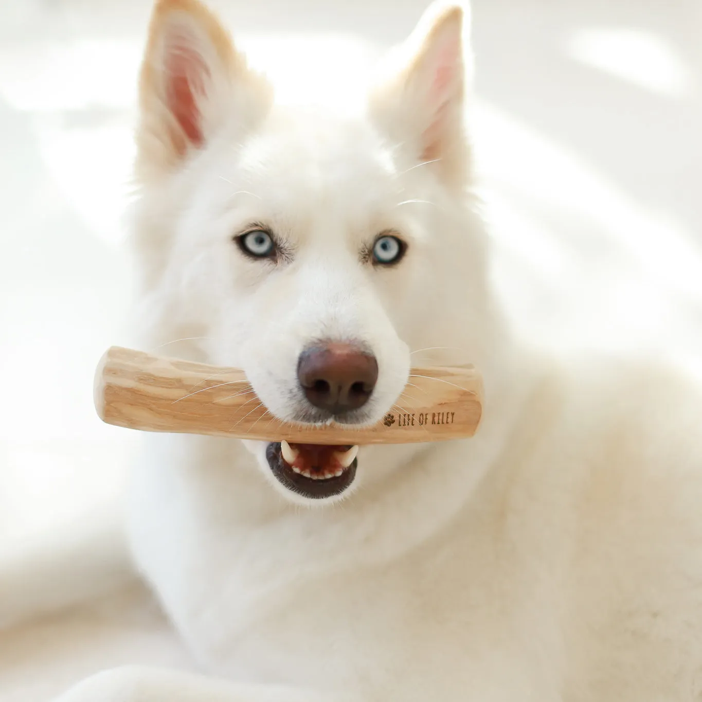Coffee Wood Chew