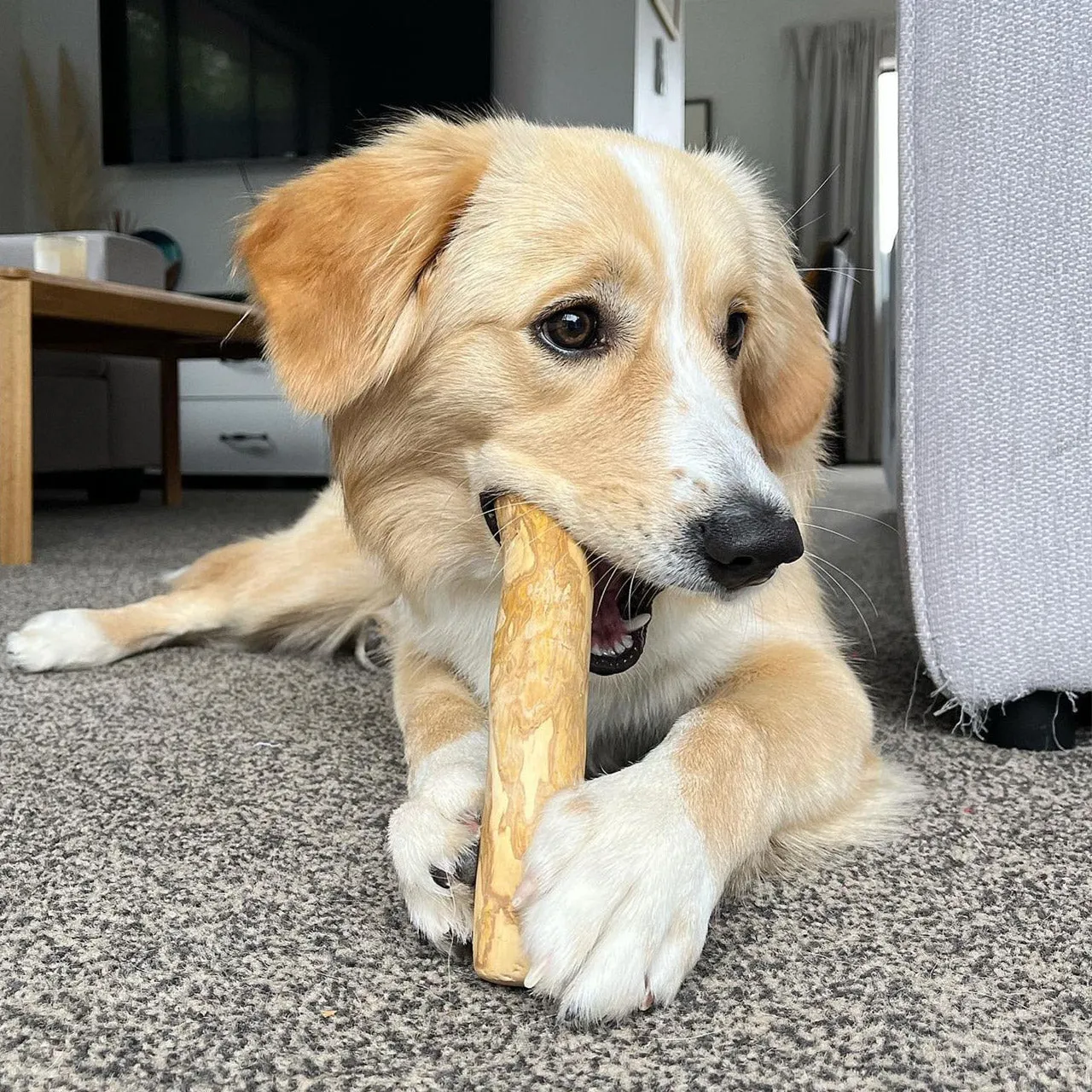 Coffee Wood Chew
