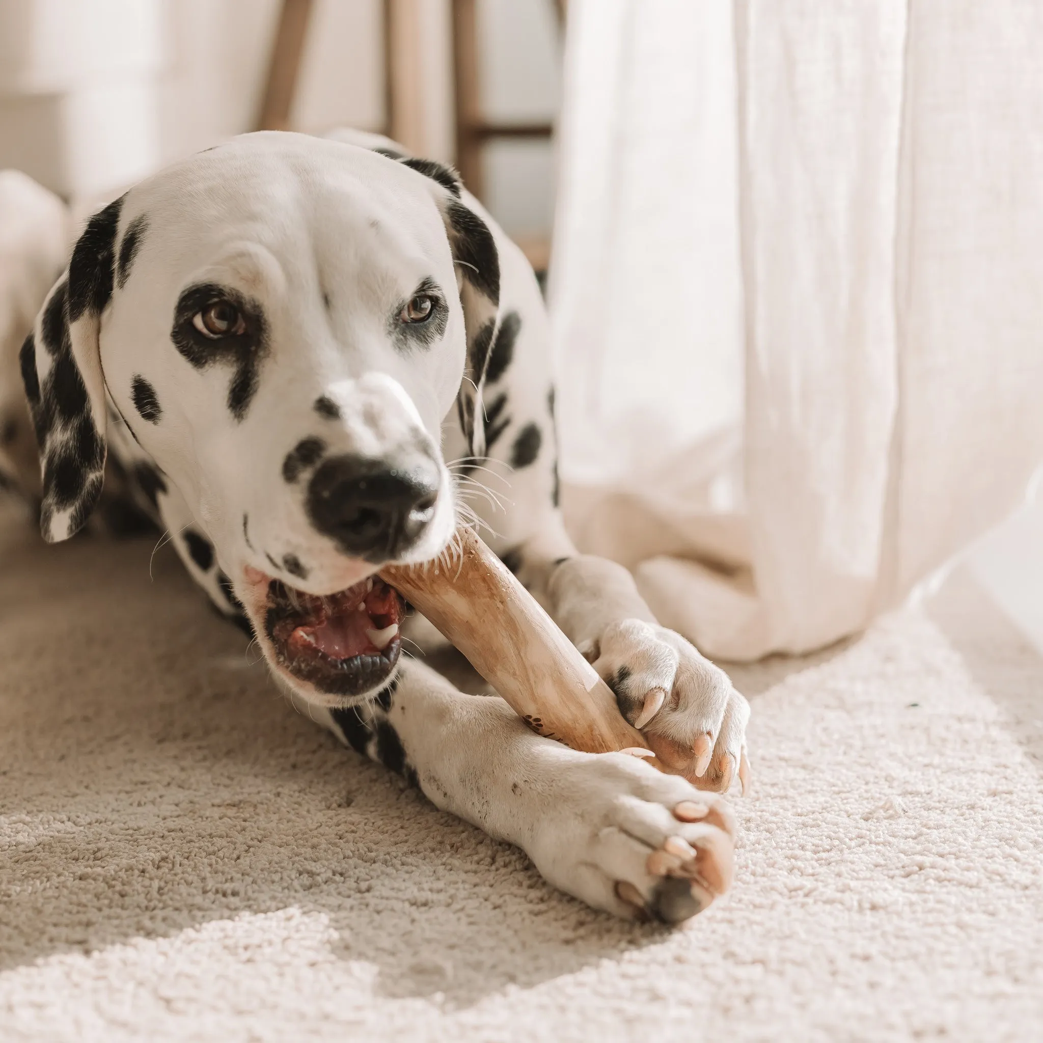 Coffee Wood Chew