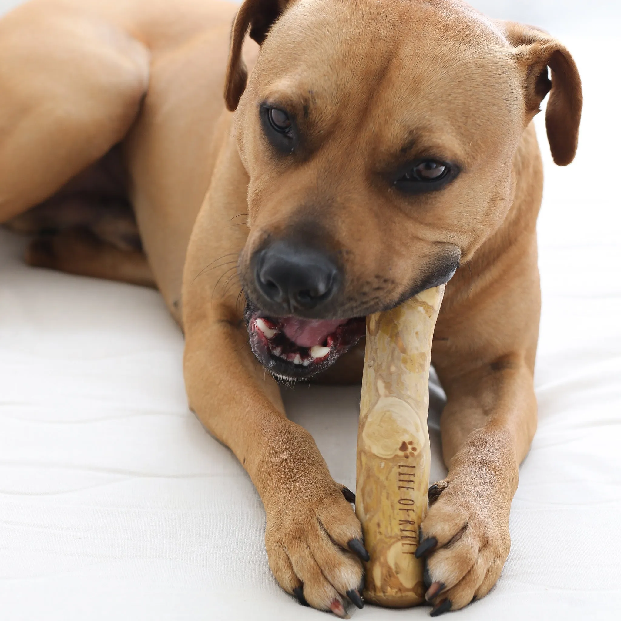 Coffee Wood Chew