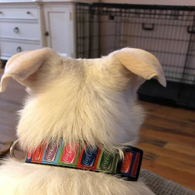 Football cat or small dog collar 1/2" wide adjustable handmade bell or leash Petcollarshandmade