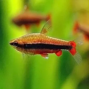 Gold Pencilfish - Nannostomus beckfordi