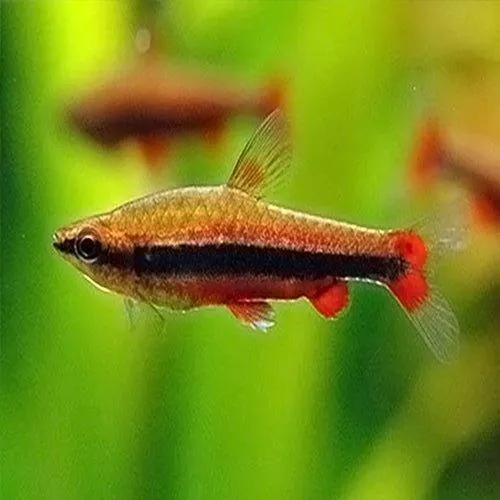 Gold Pencilfish - Nannostomus beckfordi