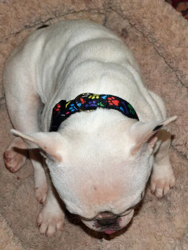 Horror dog collar handmade adjustable buckle collar 1"wide or leash Petcollarshandmade