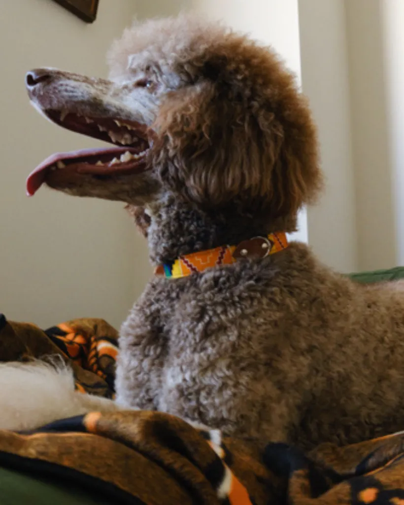 Kente Dog Collar
