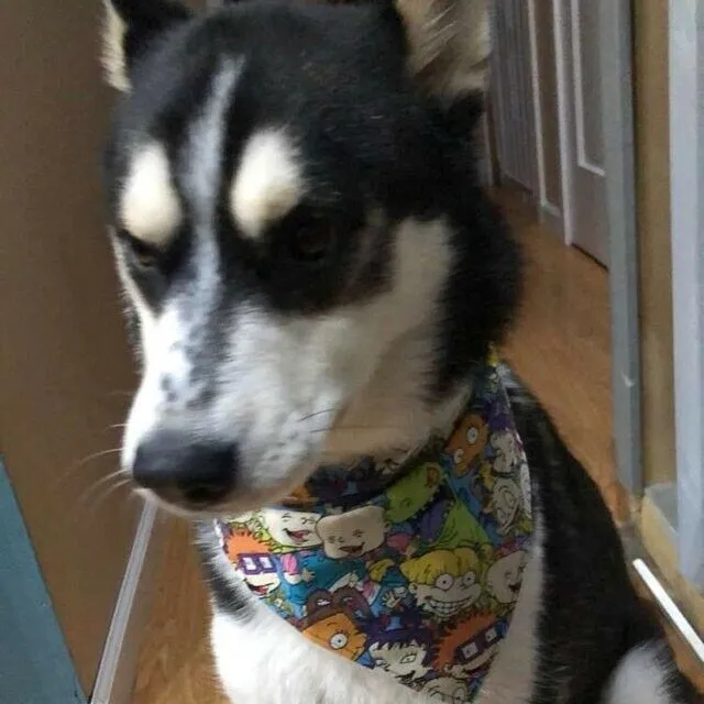 Koala Bear dog collar Handmade adjustable buckle collar 1" wide or leash Petcollarshandmade