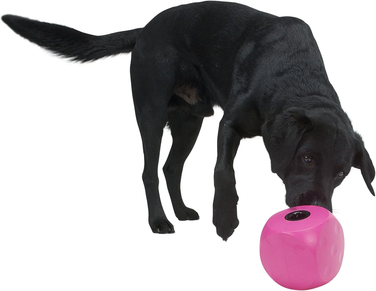 Kruuse Buster Food Cube Feeder, Purple