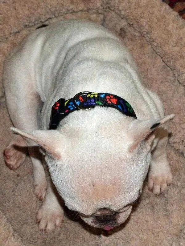 Nightmare Before Christmas dog collar handmade adjustable buckle collar 1" wide Petcollarshandmade