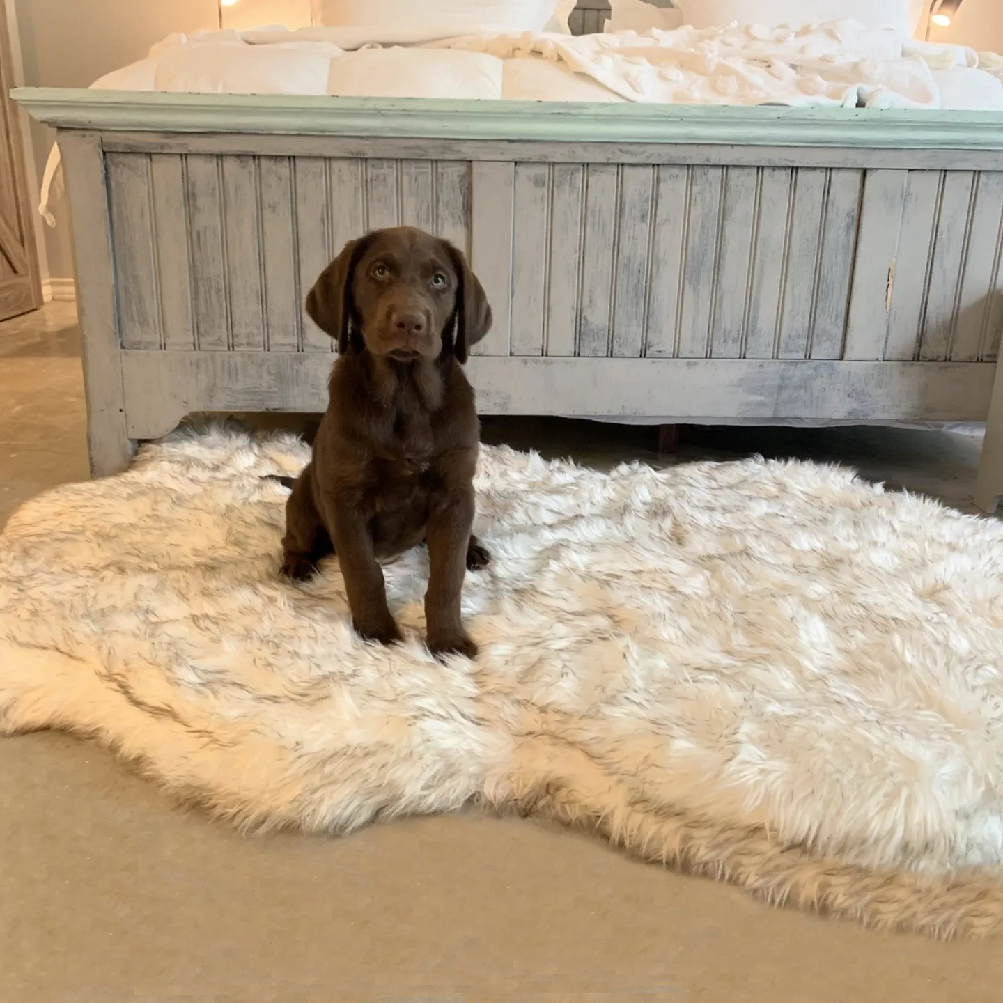 Original OrthoRug™ Luxury Orthopedic Bed