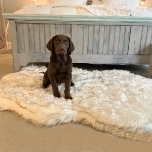 Original OrthoRug™ Luxury Orthopedic Bed
