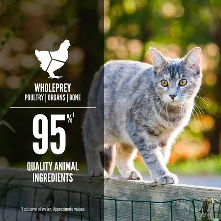 Orijen Original Entrée In Bone Broth, Wet Cat Food