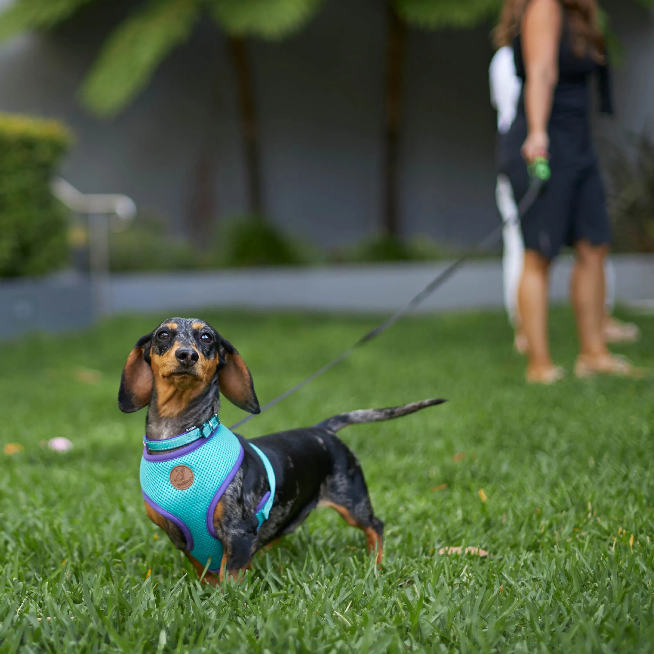 Retractable Dog Lead - 5 metre - up to 20kg
