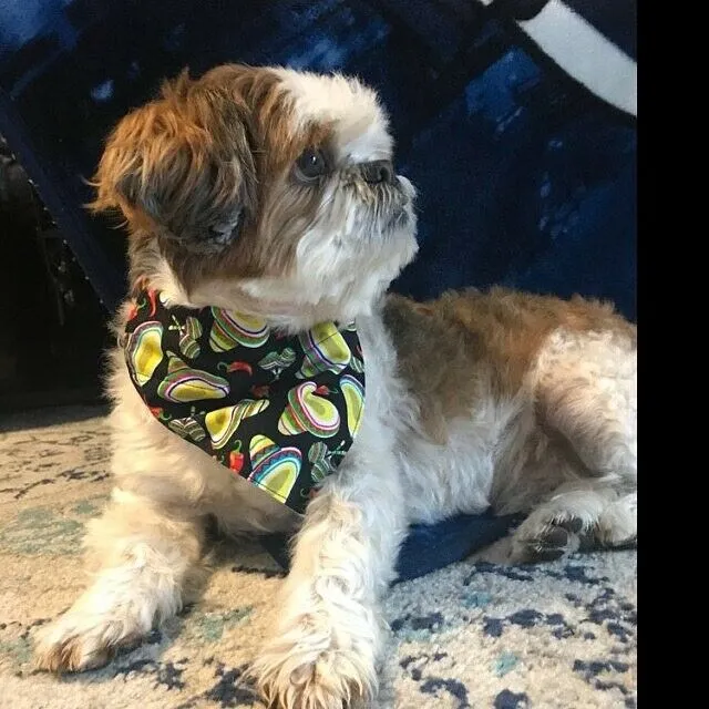 Snoopy Halloween dog collar adjustable buckle collar 5/8" wide or leash Petcollarshandmade