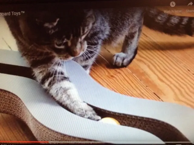 Track N Roll Toy  & Scratcher