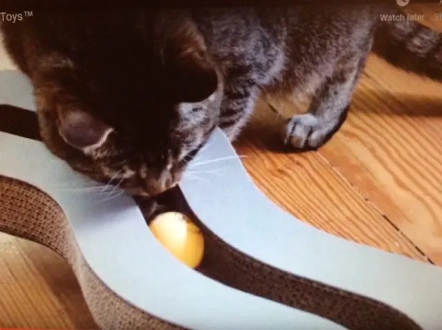 Track N Roll Toy  & Scratcher