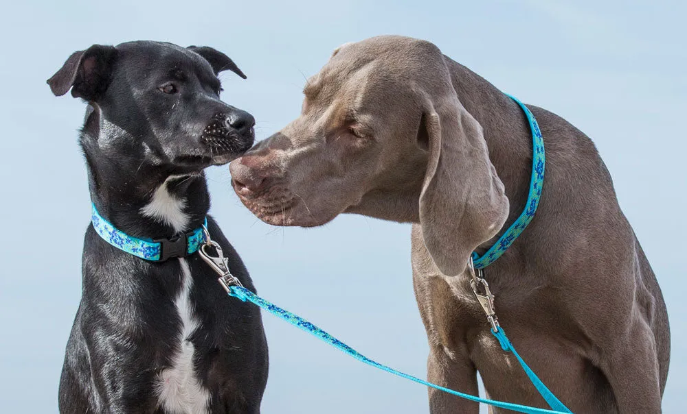 Turtle Reef Adjustable Dog Collar